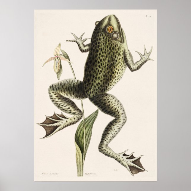 Vintage Frog Illustration Poster (Framsidan)