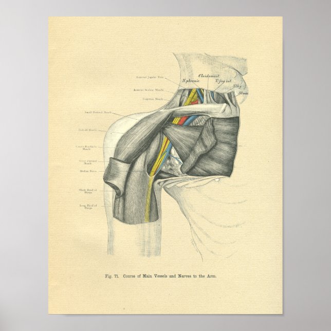 Vintage Frohse Anatomical Anterior Shoulder Poster (Framsidan)