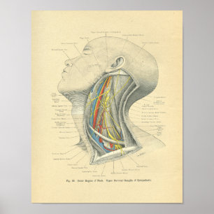 Vintage Frohse Anatomical Lateral Nacke Poster