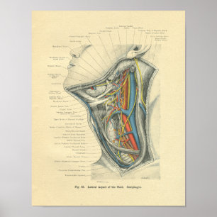 Vintage Frohse Anatomical Lateral Nacke Poster