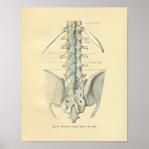 Vintage Frohse Anatomiskt ländryggen Poster
