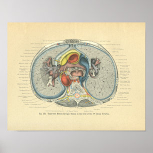 Vintage Frohse Anatomy Kor Section Poster