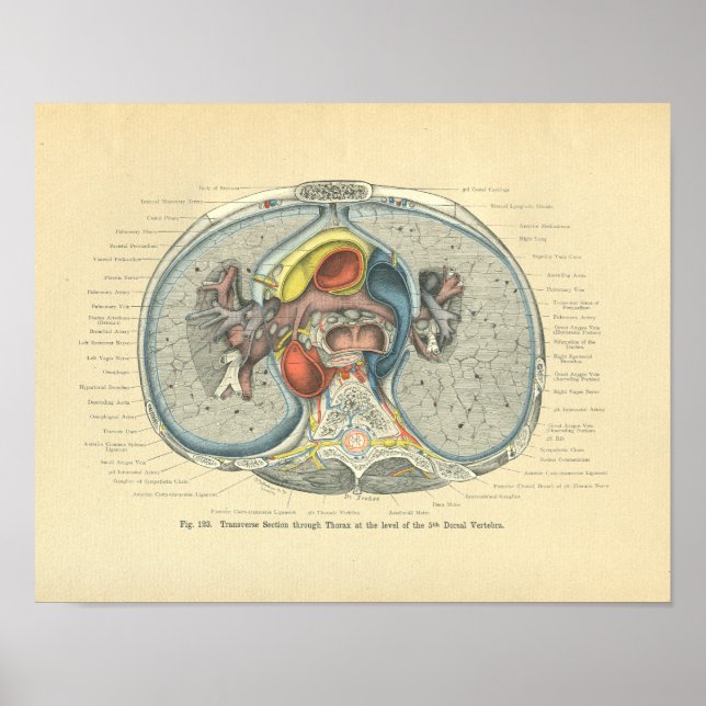 Vintage Frohse Anatomy Kor Section Poster (Framsidan)