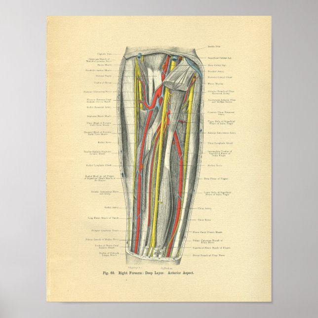 Vintage Frohse Anatomy of Forearm Poster (Framsidan)