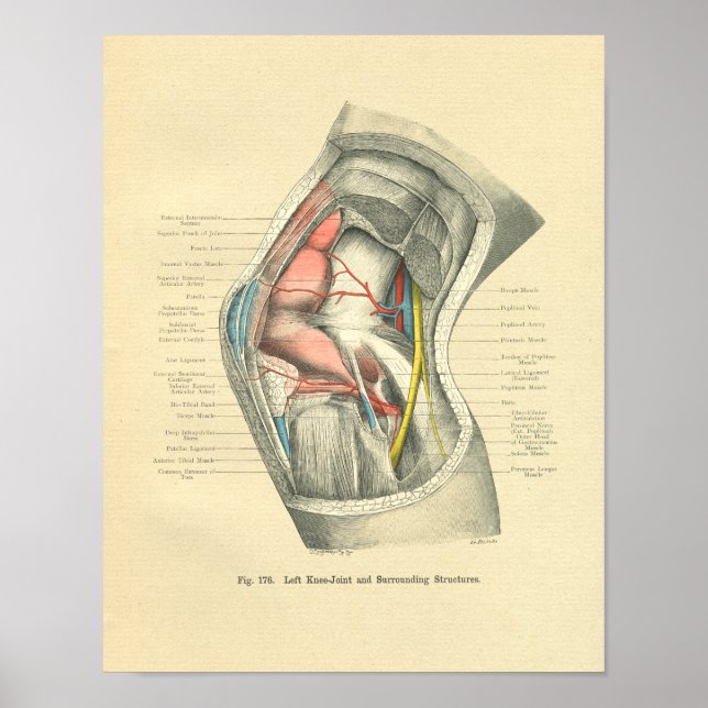 Vintage Frohse Anatomy of Knee Joint Poster (Framsidan)