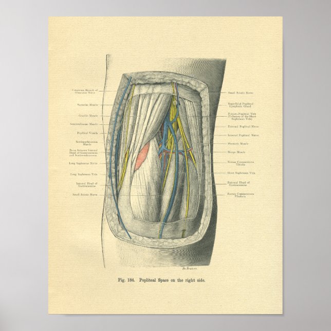 Vintage Frohse Anatomy of Knee & Leg Poster (Framsidan)