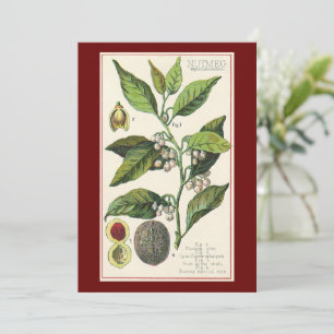 Vintage frön från muskotplantans frukt, livsmedels