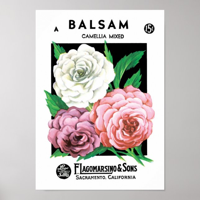 Vintage fröpaketets etikettkonst, Kamelia blommor Poster (Framsidan)