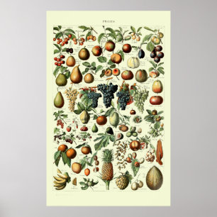 Vintage Fruit av Adolphe Millot Poster