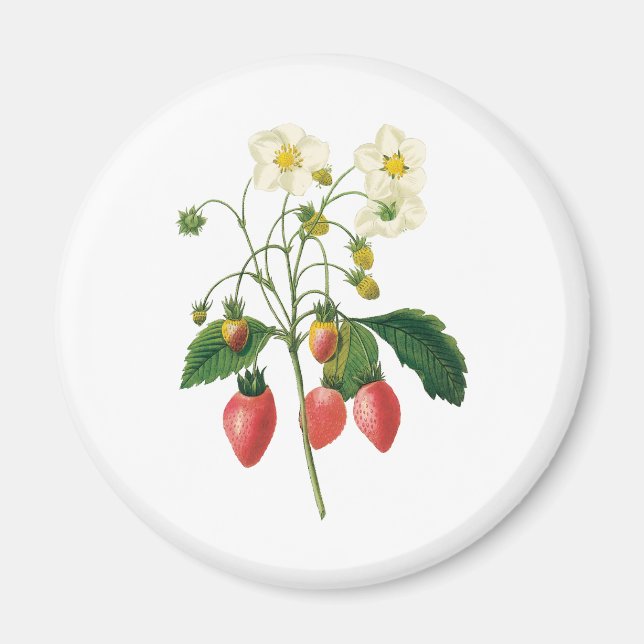 Vintage Fruit Bär Frukost Strawberries av Redoute Magnet (Framsidan)