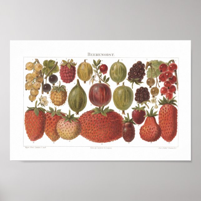 Vintage Fruit Berries Antique Aesthetic Poster (Framsidan)
