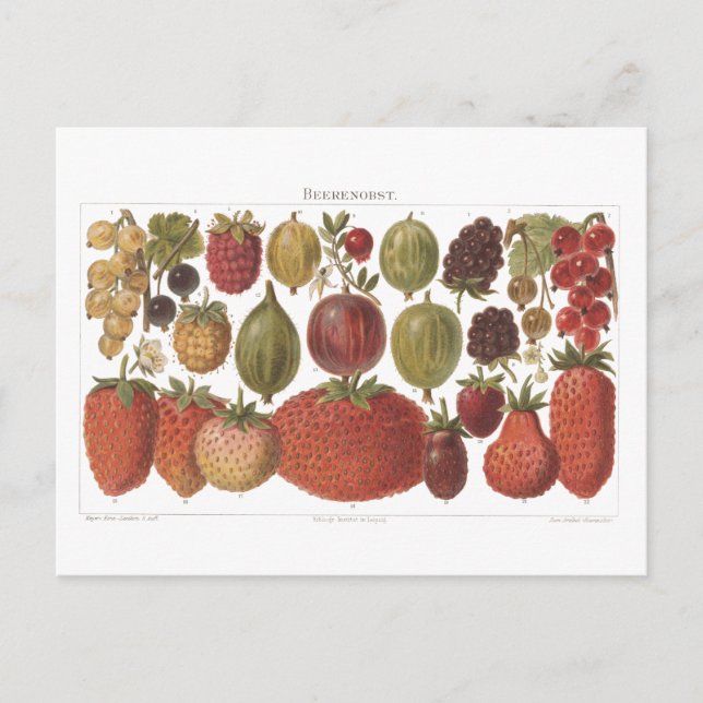 Vintage Fruit Berries Antique Aesthetic Vykort (Framsida)
