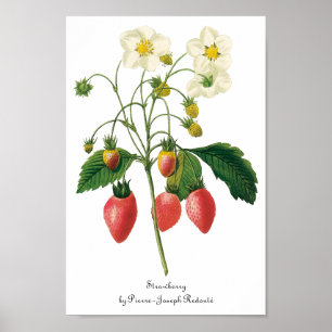 Vintage Fruit Berries Livsmedelsjordgubbar från Re Poster