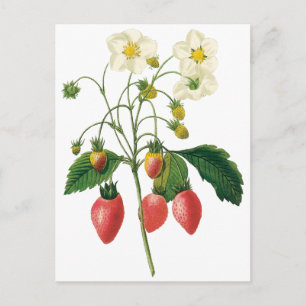 Vintage Fruit Berries Livsmedelsjordgubbar från Re Vykort