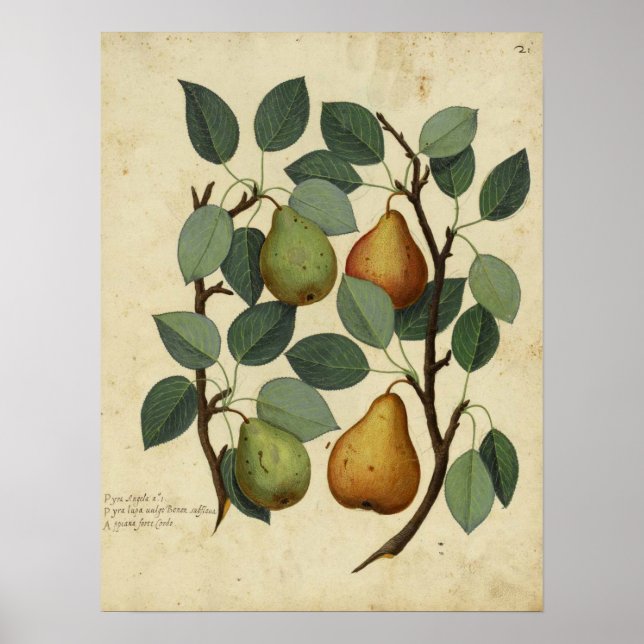 Vintage Fruit Botanical Poster Pear Illustration (Framsidan)