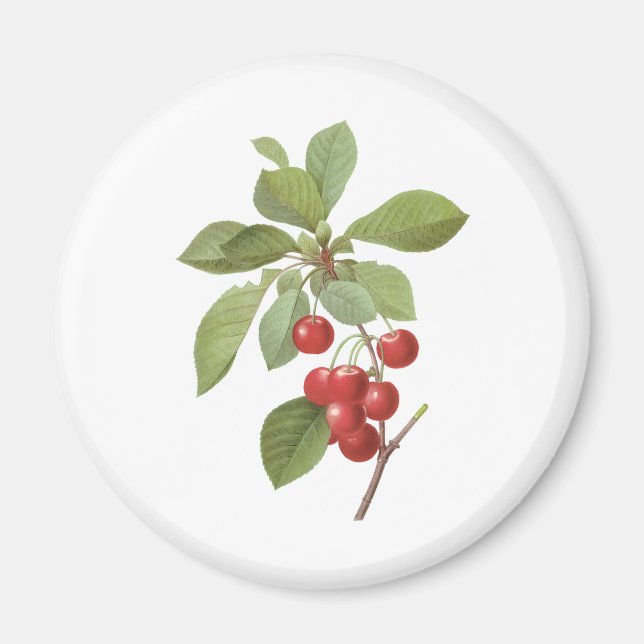 Vintage Fruit Cherry Food, Cherries by Redoute Magnet (Framsidan)