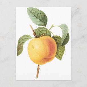 Vintage Fruit Food, Calville Apple av Redoute Vykort