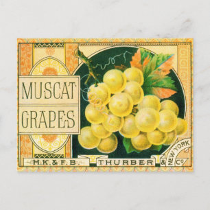Vintage Fruit Låda Label Art, Muscat Graps Vykort