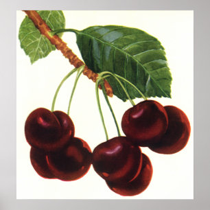 Vintage Fruit Mat, Ripe Cherries från Träd Poster