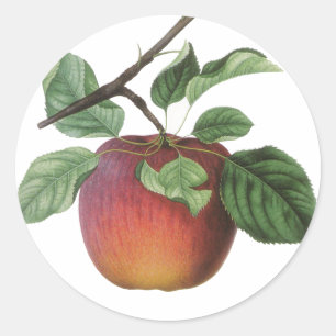 Vintage Fruit Stickers Runt Klistermärke