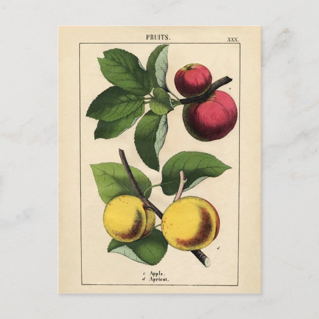 Vintage Fruits Botanical Print Vykort (Framsida)