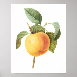 Vintage fruktmat, Calville-äpple av Redoute Poster