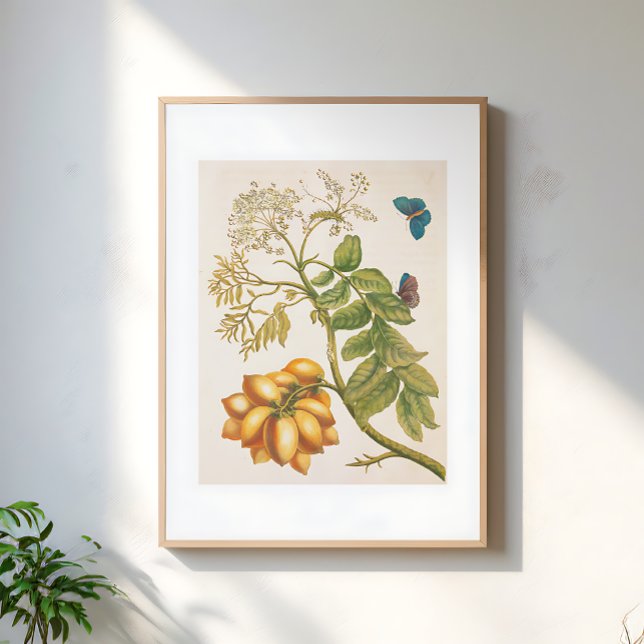 Vintage Fruktväxt Med Fjärilar Konst Poster (Skapare uppladdad)