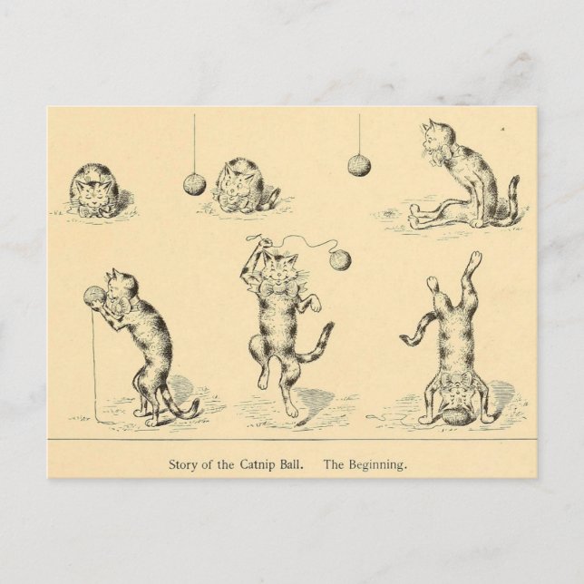 Vintage Funny Catnip Cat Vykort (Framsida)