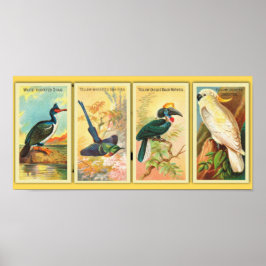 Vintage fyra tropiska fåglar i en bild poster