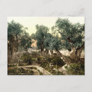 Vintage Garden av Gethsemane Jerusalem Israel 1890 Vykort
