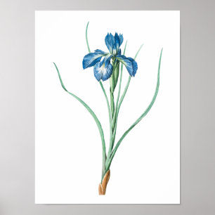 Vintage Garden Flower Mörk Lila Iris Poster