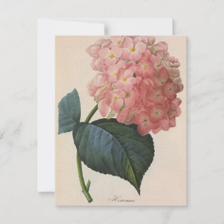 Vintage Garden Flowers, Rosa Hydrangea Hortensia