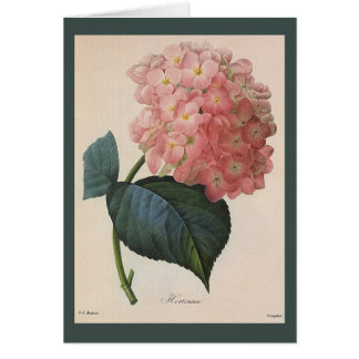 Vintage Garden Flowers, Rosa Hydrangea Hortensia OBS Kort