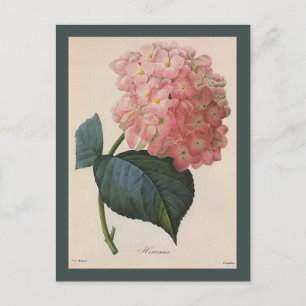 Vintage Garden Flowers, Rosa Hydrangea Hortensia Vykort