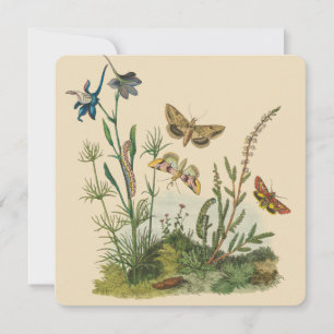 Vintage Garden Insekter, Butterflies, Caterpelare