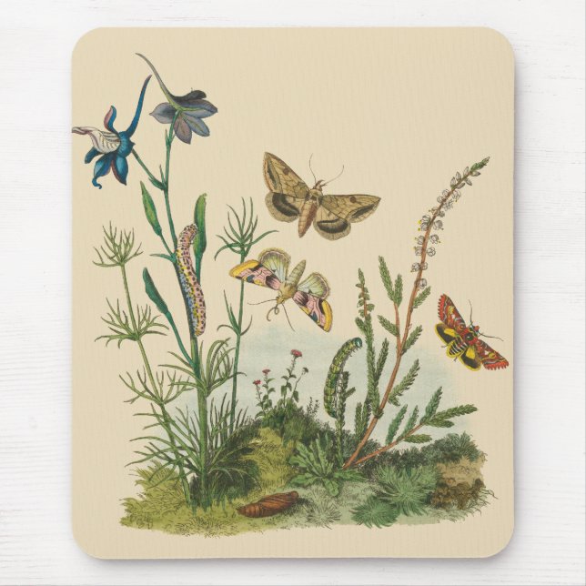 Vintage Garden Insekter, Butterflies, Caterpelare Musmatta (Framsidan)