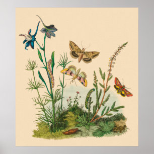 Vintage Garden Insekter, Butterflies, Caterpelare Poster