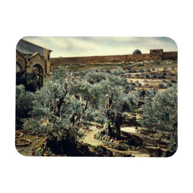 Vintage Garden of Gethsemane Jerusalem Israel Magnet (Horisontell)