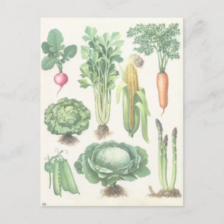 Vintage Garden Vegetables vycard Vykort