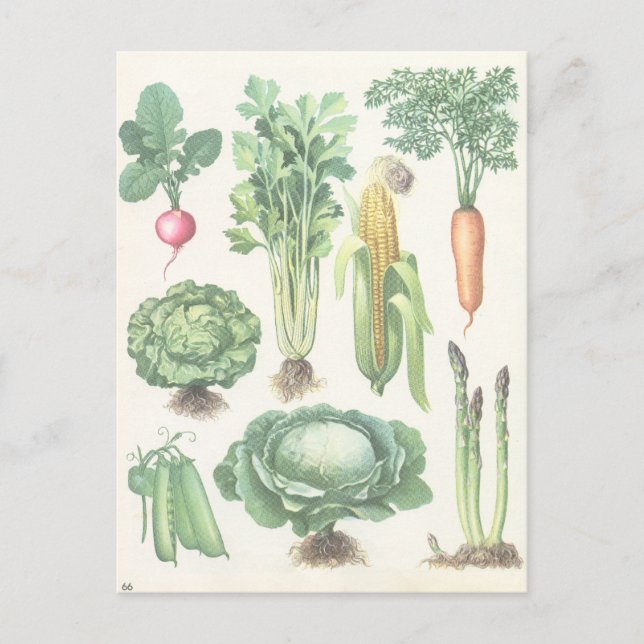 Vintage Garden Vegetables vycard Vykort (Framsida)