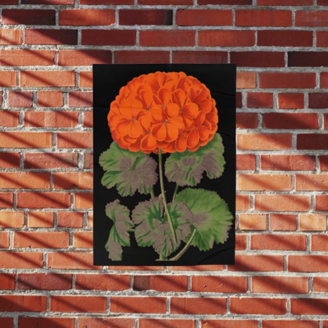 Vintage Geranium - fet blommigt Poster (Skapare uppladdad)