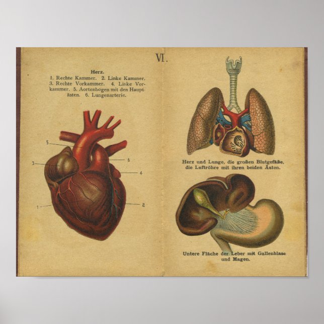 Vintage German Anatomy Print Internal Organs Poster (Framsidan)