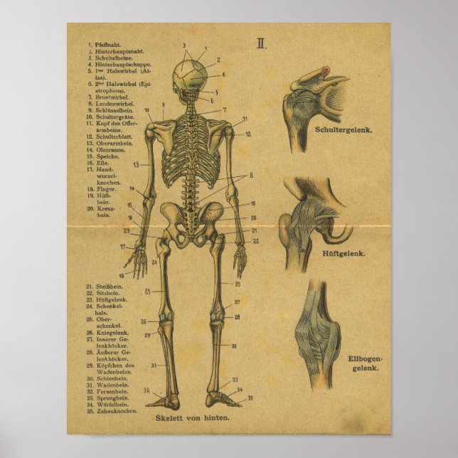 Vintage German Anatomy Print Skeleton Poster (Framsidan)