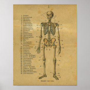 Vintage German Anatomy Print Skeleton Poster