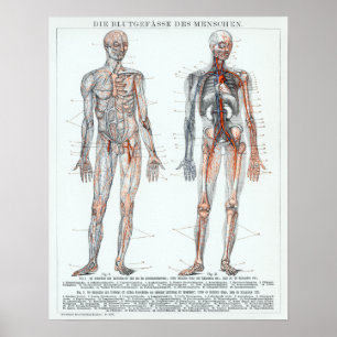 Vintage German Human Anatomy Chart Poster