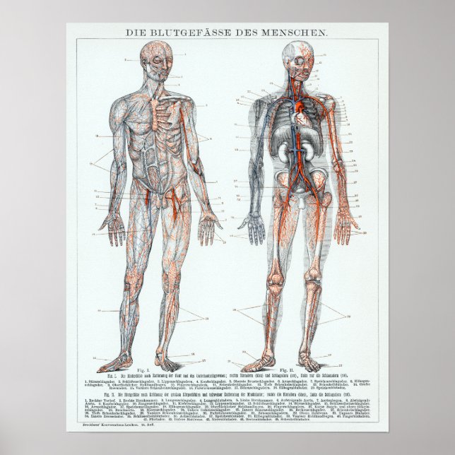 Vintage German Human Anatomy Chart Poster (Framsidan)