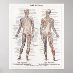 Vintage German Human Anatomy Chart Poster