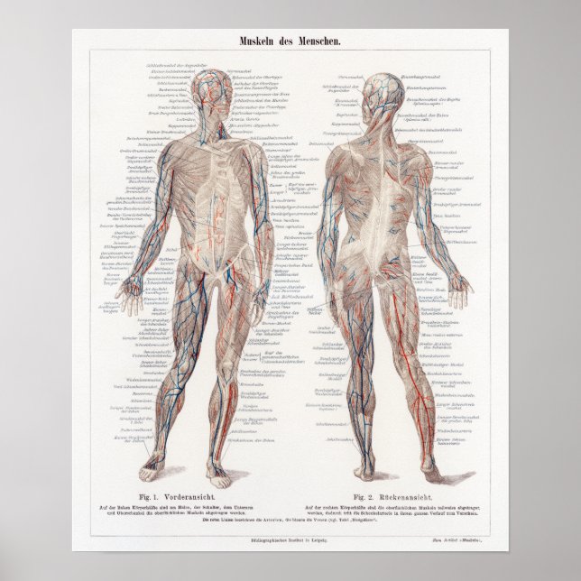 Vintage German Human Anatomy Chart Poster (Framsidan)