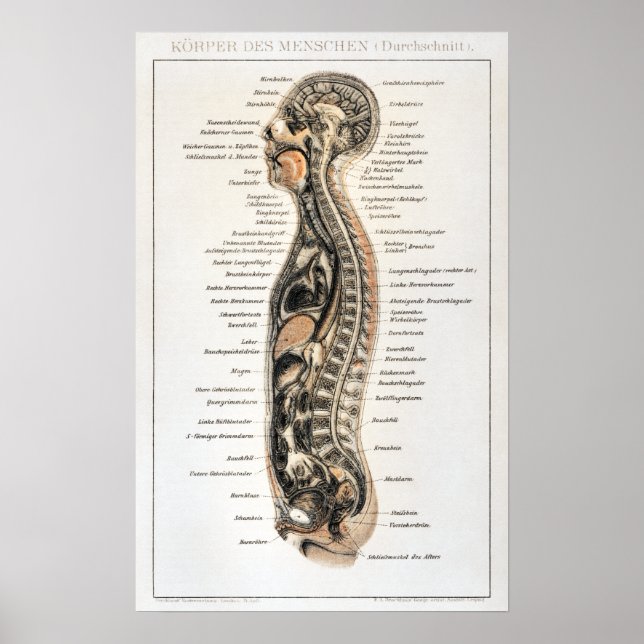 Vintage German Human Anatomy Chart Poster (Framsidan)