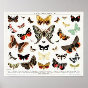 Vintage German Moth and Butterfly Chart Poster